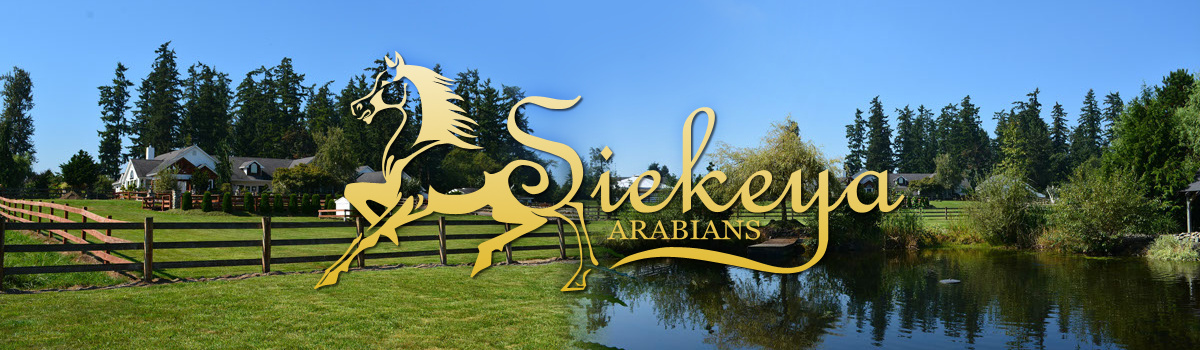 Siekieya Arabians